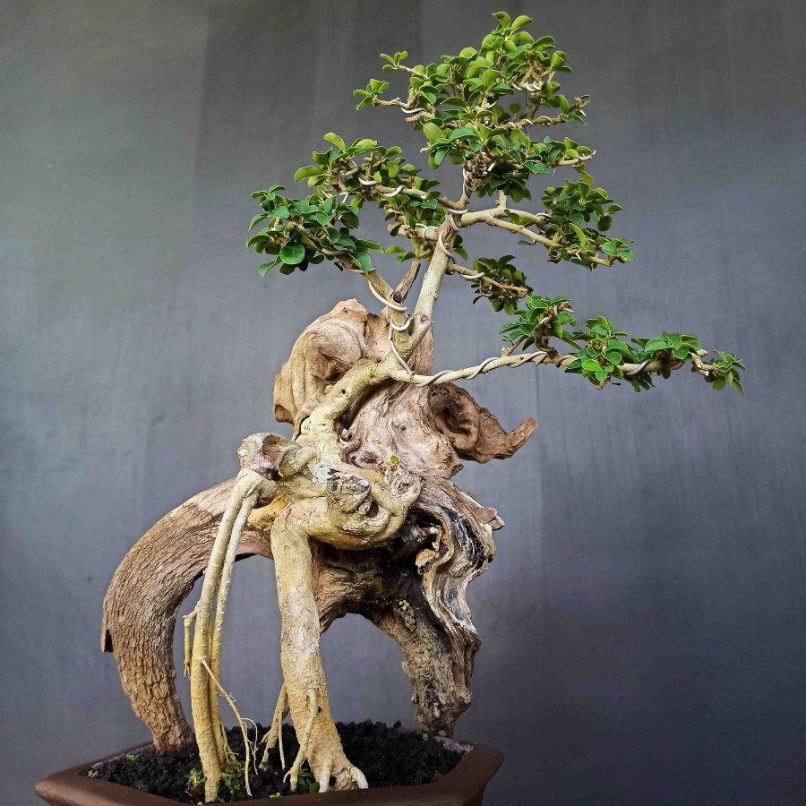 Jual Bonsai Pohon Kpitb1184 Sisir Kaliage Extreme Styale Kayu Mati Unik  Indonesia|Shopee Indonesia