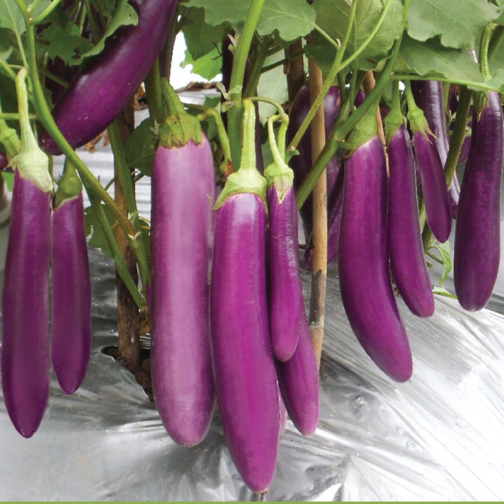 Benih Terong ungu Bungo F1 5 gram Bintang Asia Shopee Indonesia