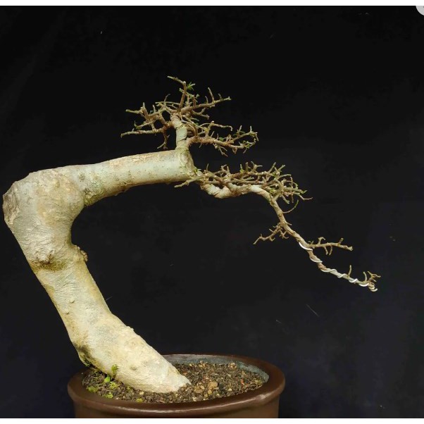 Jual Bonsai Serut Dn1100T500 Style Gaya Ekstrim Bunjin Unik Matang  Indonesia|Shopee Indonesia