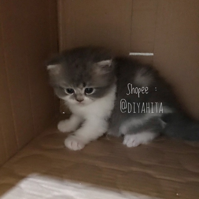 Kitten Persia Bicolour Abu Putih | Shopee Indonesia