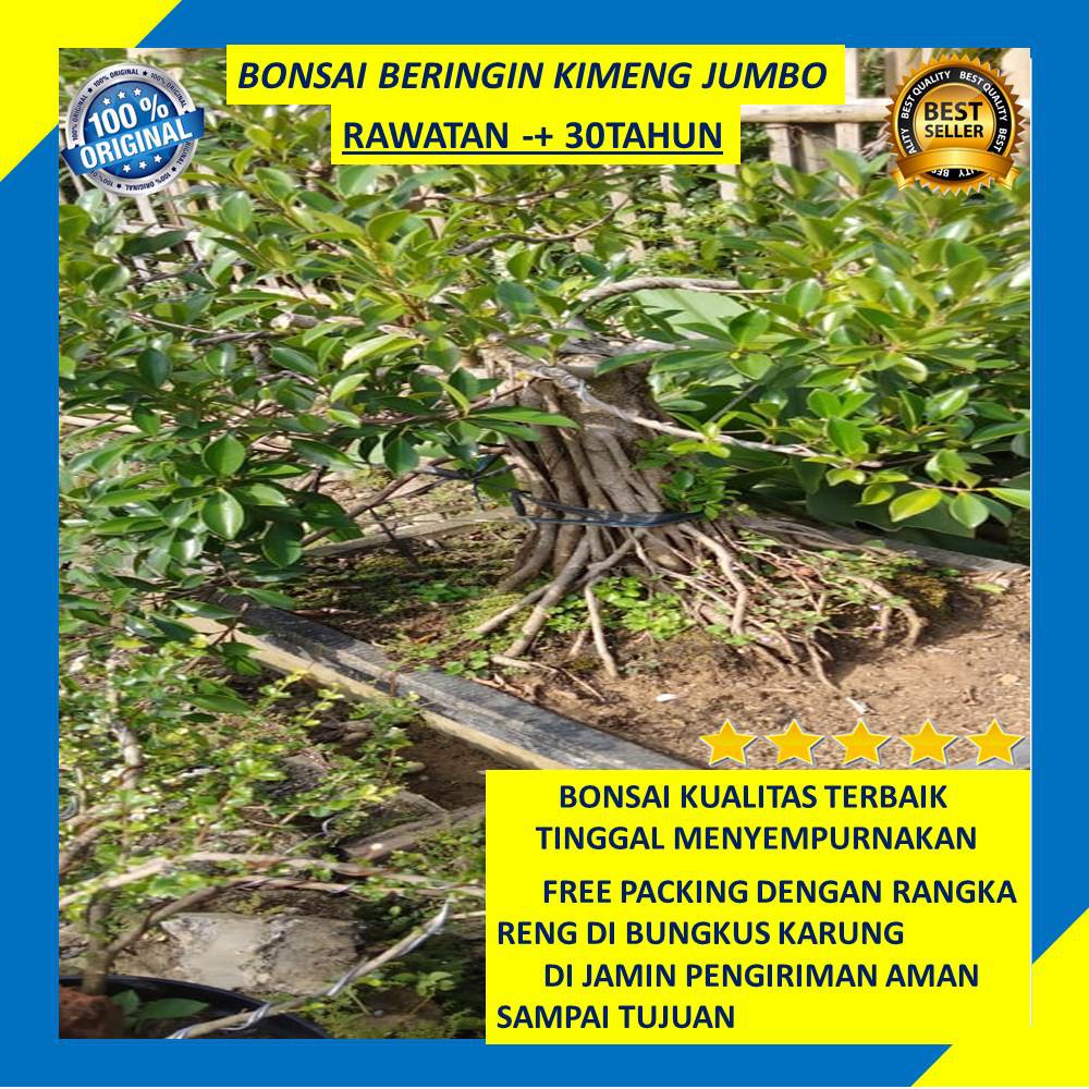 Jual Bonsai Beringin Kimeng Jumbo Tanaman Hias Indonesia|Shopee Indonesia