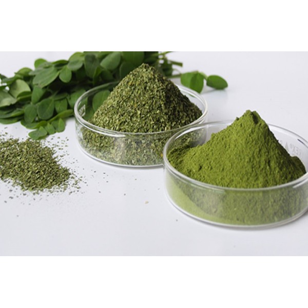 Daun Kelor Moringa oleifera leave serbuk kapsul simplisia kering | Shopee  Indonesia
