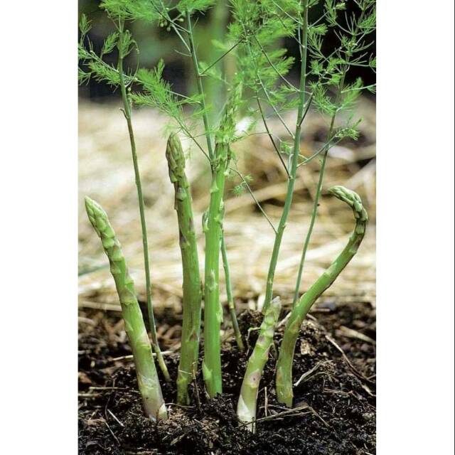 Benih asparagus 10 benih (tangan pertama sehingga murah) | Shopee Indonesia