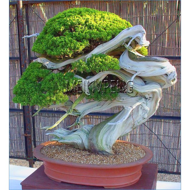 Jual Best Quality [Import] Batas Waktu!! 50 Buah Bonsai Juniper Bonsai, Cina  Pohon Langka Tanaman Cocok Indonesia|Shopee Indonesia