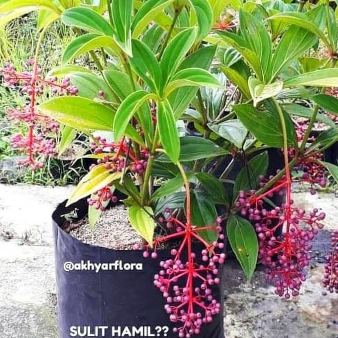 Bibit Pohon Buah Parijoto Tanaman Parijoto Penyubur Kandungan MURAH