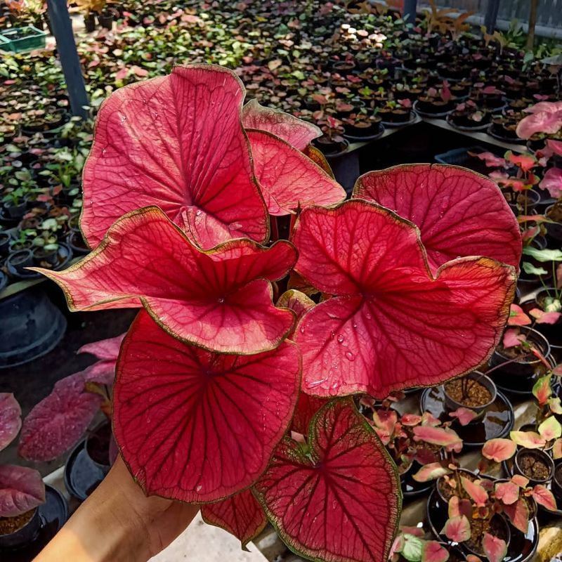 Keladi Red Jaguar kategori anakan Shopee Indonesia