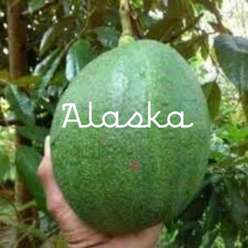 Bibit Alpukat Markus JUMBO Unggul Shopee Indonesia