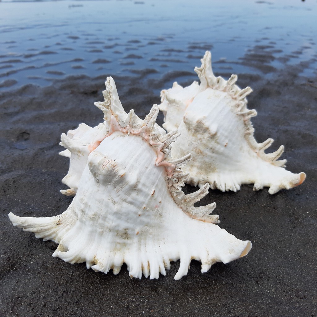 Jual Cangkang Kerang hias / cangkang kerang laut / cangkang kerang