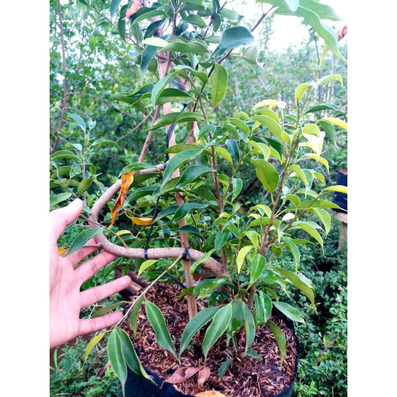 Jual Bibit Beringin Vietnam Bahan Bonsai Tanaman Hias Indonesia|Shopee  Indonesia