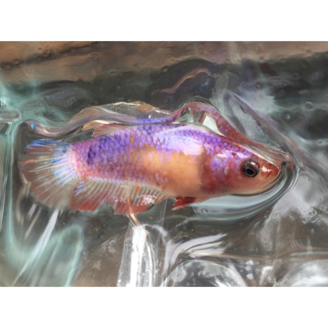 Ikan cupang fancy betina koi galaxy halfmoon blue rim soliter toples
