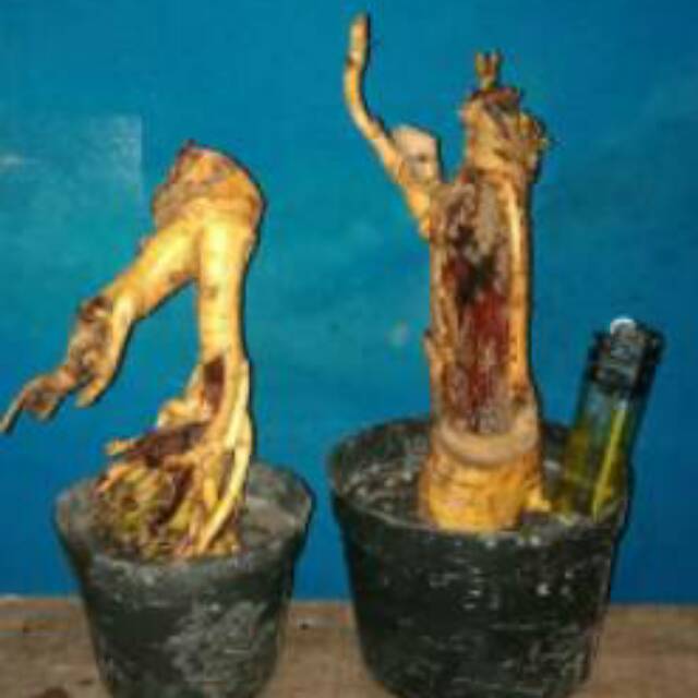 Jual Bonsai Serut Batang Pecah Bentuk Unik Indonesia|Shopee Indonesia