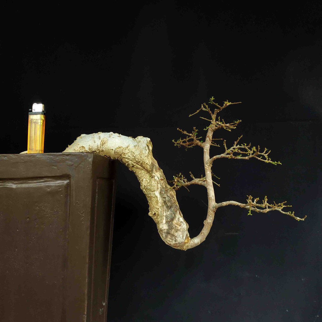 Jual Bonsai Pohon Serut Style Gaya Cascade Surealis Murah Indonesia|Shopee  Indonesia