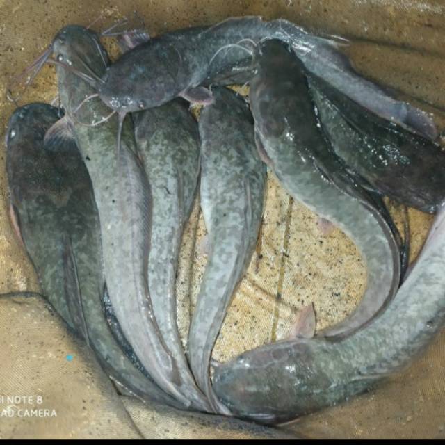 Jual Ikan lele konsumsi 1kg isi 8-9 Indonesia|Shopee Indonesia