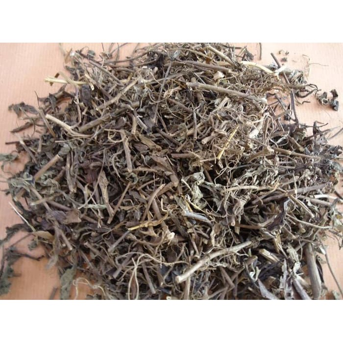 DAUN KUMIS KUCING ASLI obat batu ginjal dan infeksi saluran kencing