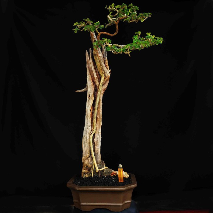 Jual Bonsai Tanaman Hias Pohon Sisir Kaliage Bunjin Unik Mirip Tanuki  Indonesia|Shopee Indonesia