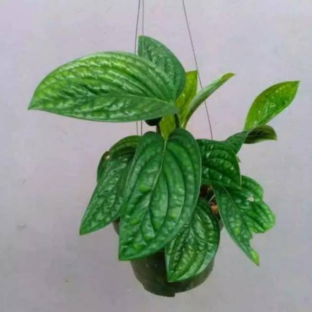 Tanaman Hias monstera peru/ Sirih Badak Shopee Indonesia