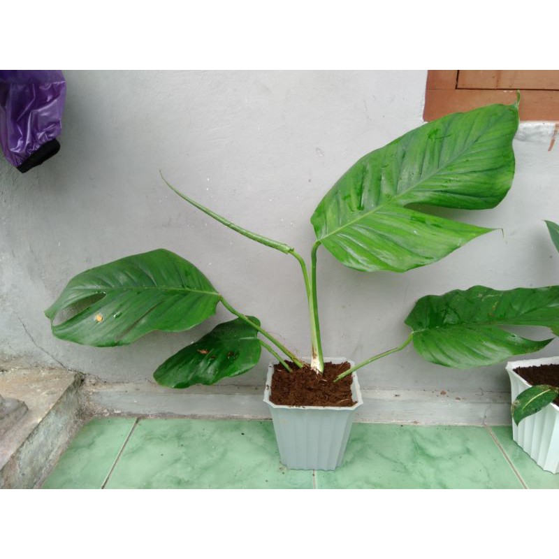 Jual pHilodendron monstera epipremnum pinnatum, tanaman ekor naga(03)
