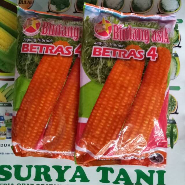 Bibit Jagung Hibrida Unggul BIBIT TAMAN