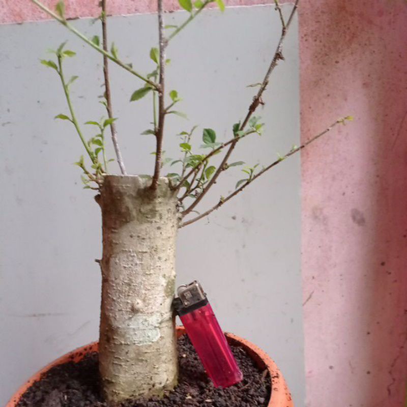 Jual Bahan Bonsai Serut Lurus Indonesia|Shopee Indonesia