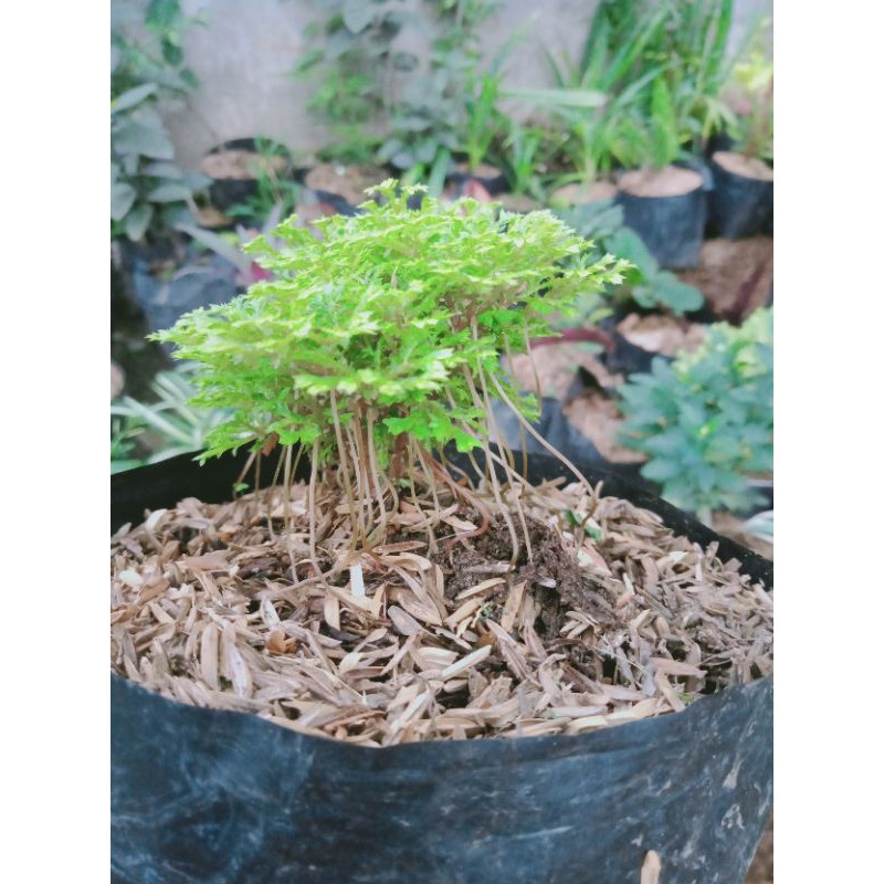 Jual Tanaman Sarang Semut Rumput Papua Indonesia|Shopee Indonesia