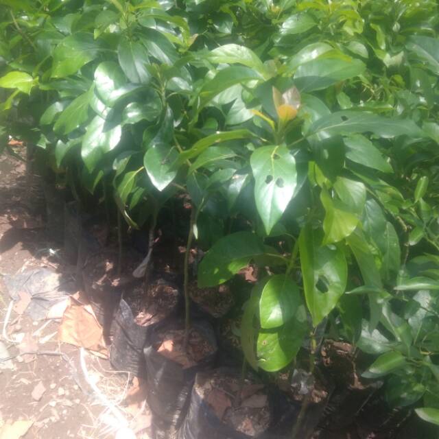 Tanaman buah Alpukat Subang | Shopee Indonesia