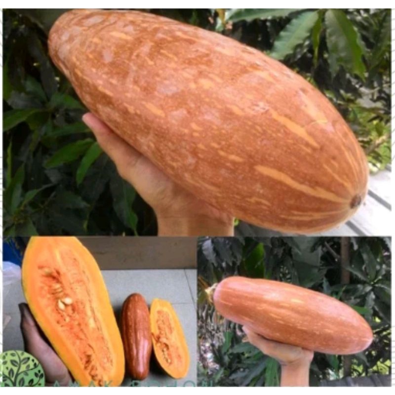 Harga Waluh Panjang Terbaru Oktober 2021 | BigGo Indonesia