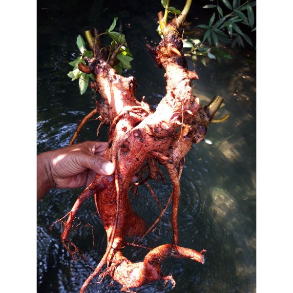 Jual Bahan Bonsai Loa Merah Ori Karakter Istimewa 100% Real Fice  Indonesia|Shopee Indonesia