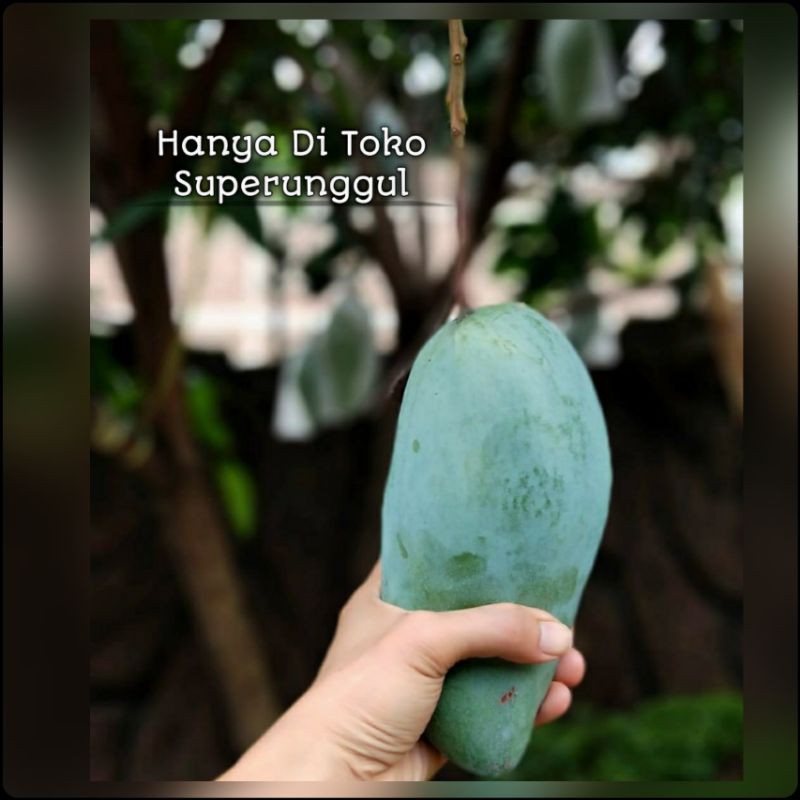 Bibit Mangga Mahatir Super Shopee Indonesia