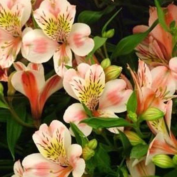 Bibit Tanaman Hias Bunga Peruvian Lily Kuning Shopee Indonesia