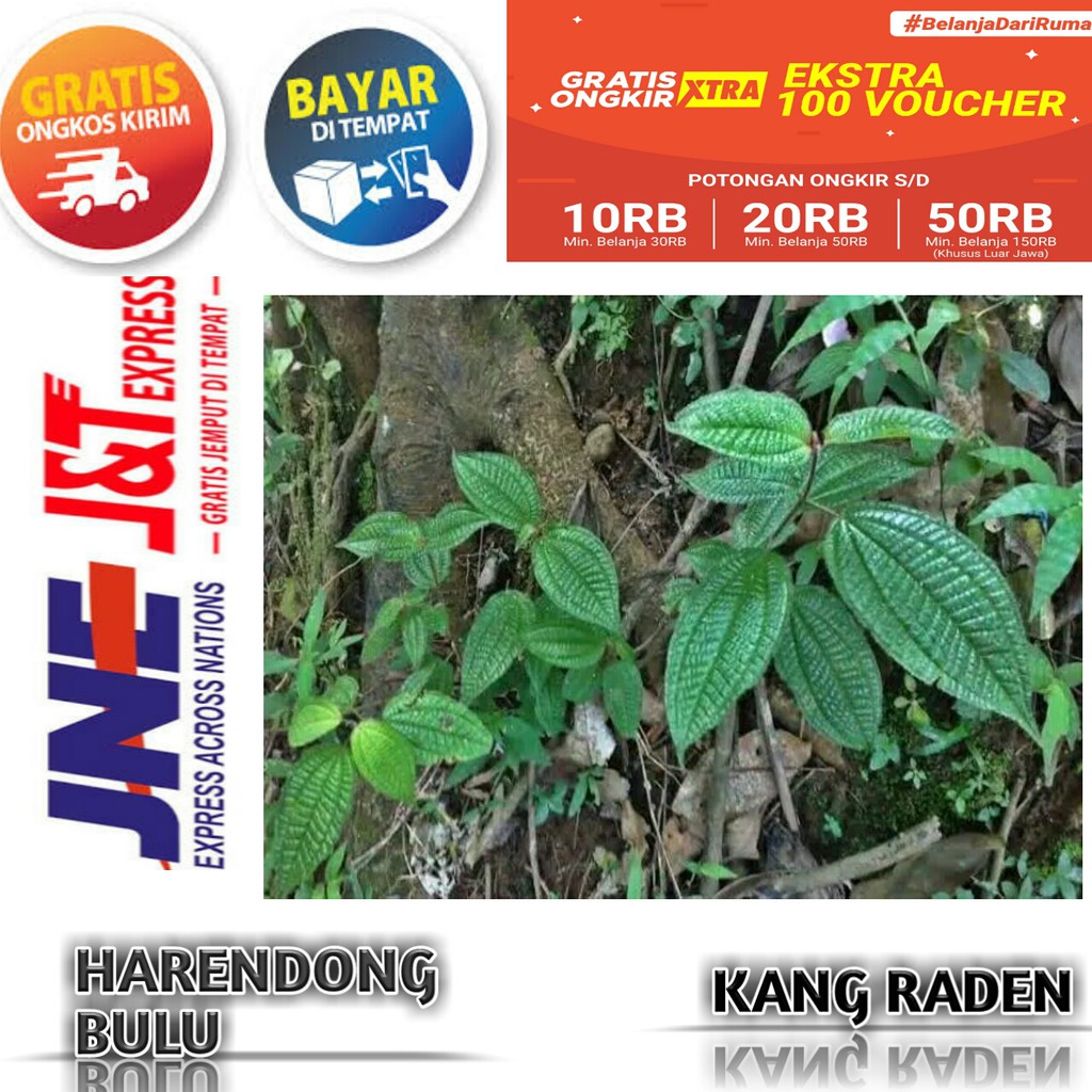 HARENDONG BULU Daun Senduduk bulu senggani | Shopee Indonesia