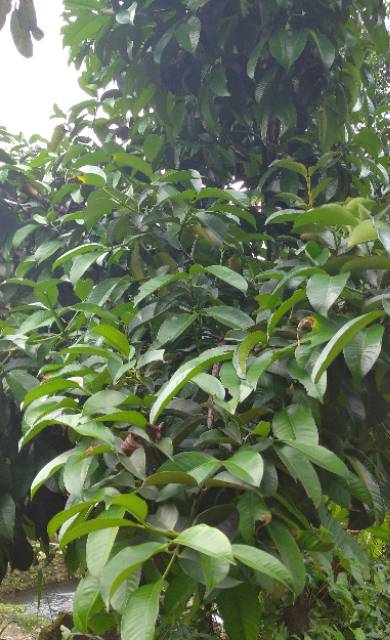 5 lembar DAUN MANGGIS SEGAR DAUN BUAH MANGGGIS POHON MANGGIS | Shopee  Indonesia