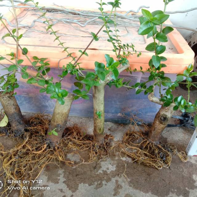 Jual Bahan Bonsai Mame Sancang Indonesia|Shopee Indonesia