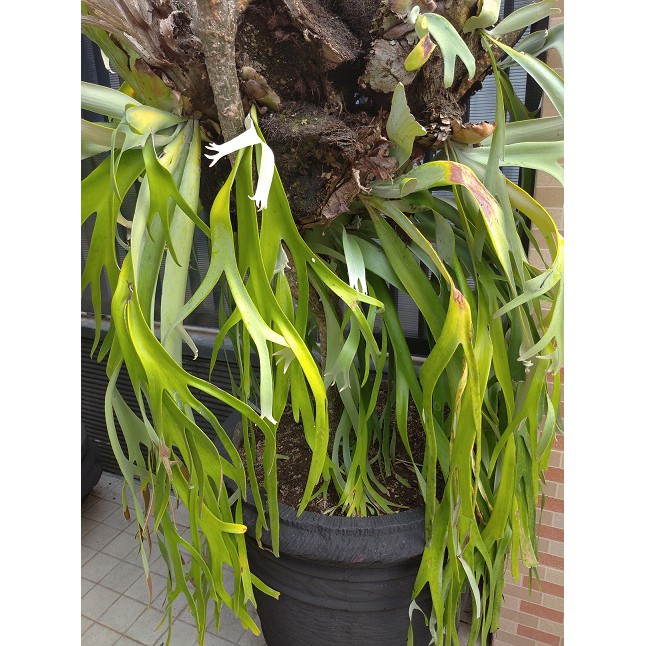 Noministnow Gambar Paku Tanduk Rusa