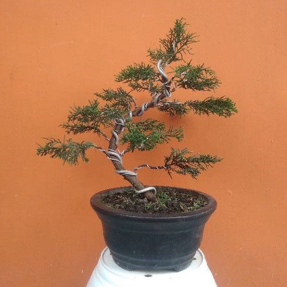 Jual Bonsai Cemara Pua Pua Indonesia|Shopee Indonesia