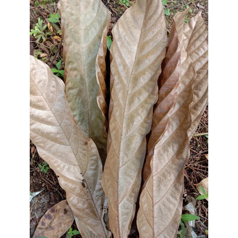 Jual Terbaik Daun Kakao / Daun Coklat Kering 100 Rupiah | Shopee Indonesia