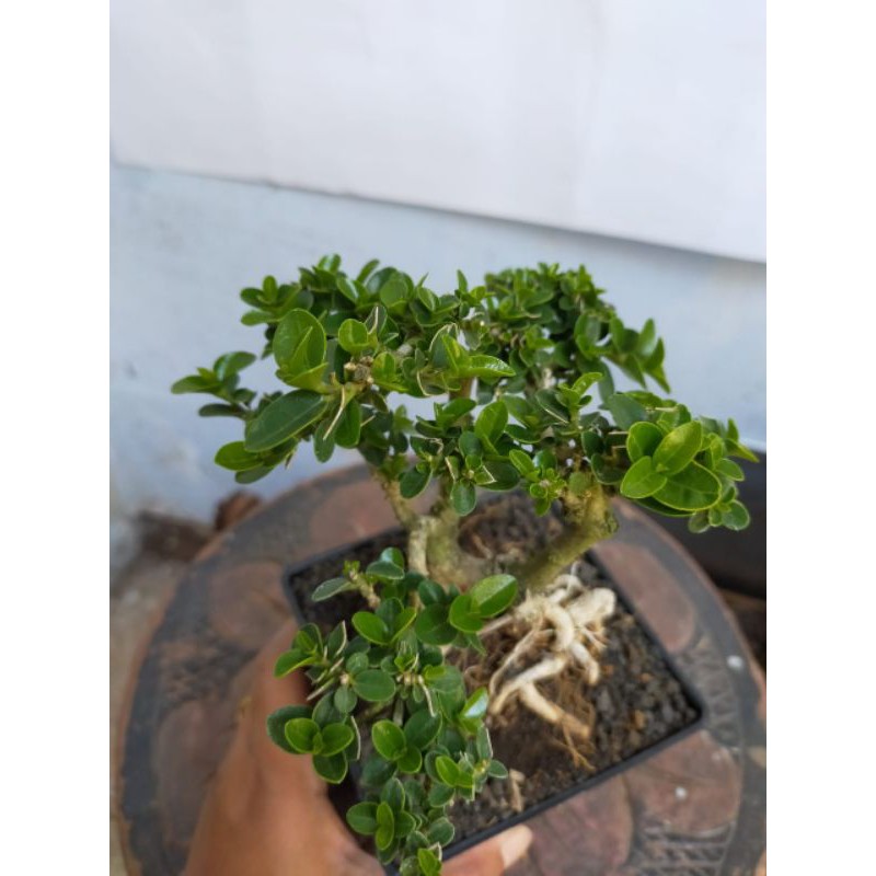 Jual Tanaman Hias Bonsai Sancang Kecil Indonesia|Shopee Indonesia