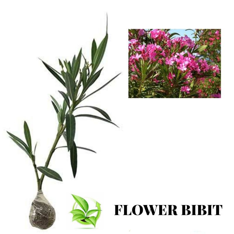 Tanaman Hias Nerium Oleander Pink | Shopee Indonesia
