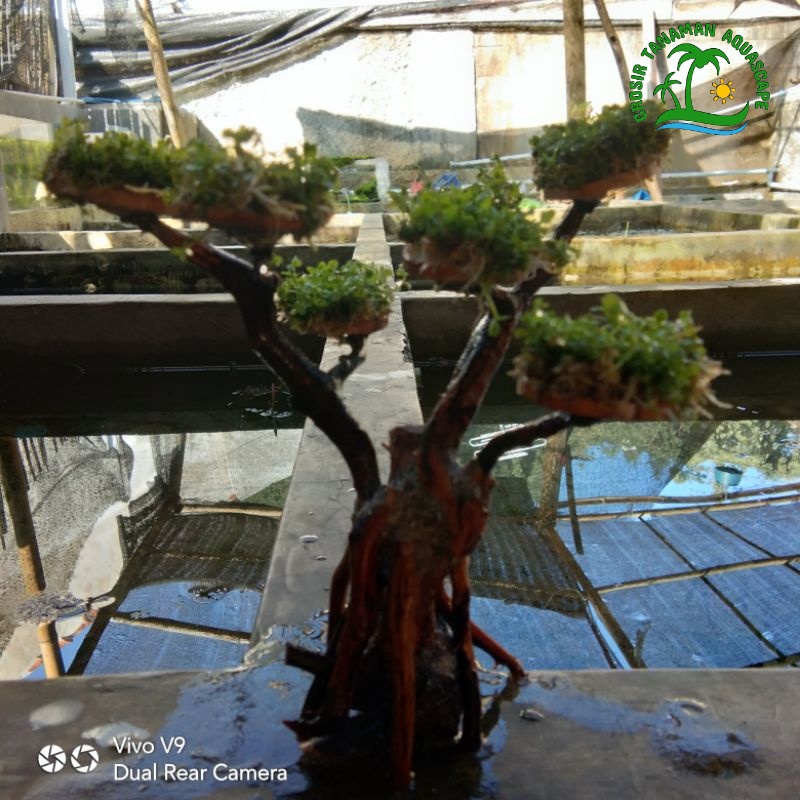 Jual Bonsai Akar Senggani Hiasan Aquascape Sudah Terpasang Monte Carlo