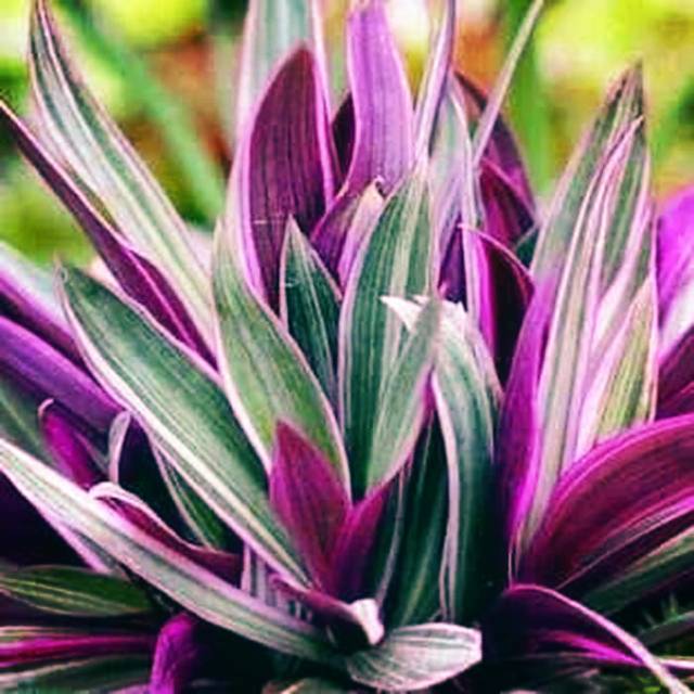 Tanaman hias nanas kerang merah Shopee Indonesia