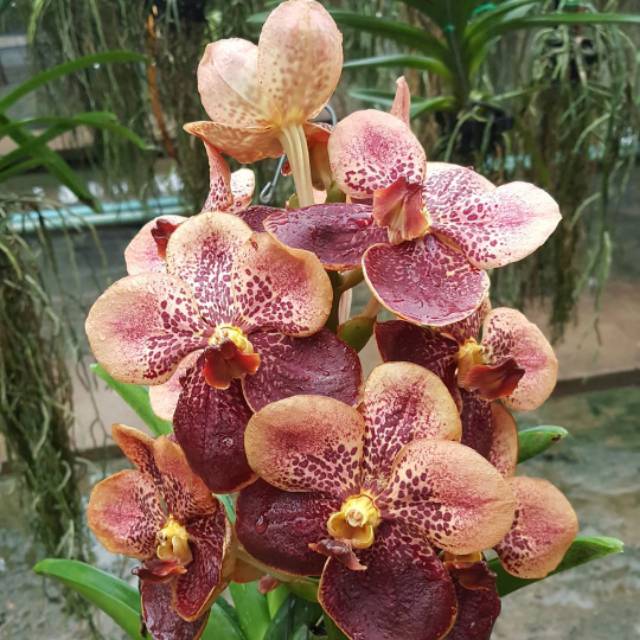 Jual Anggrek Vanda Dewasa Siap Bunga Gradasi Coklat Hybrid | Shopee Indonesia
