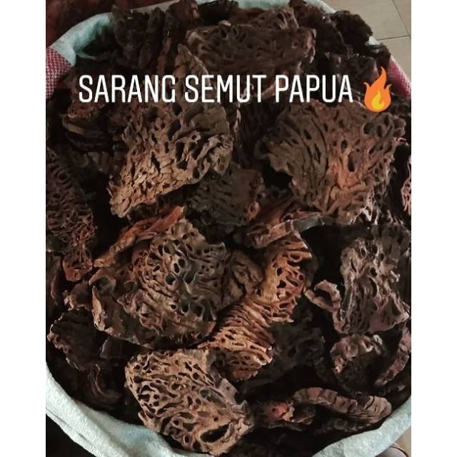 Jual Sarang Semut PAPUA ASLI 100 gram Indonesia|Shopee Indonesia