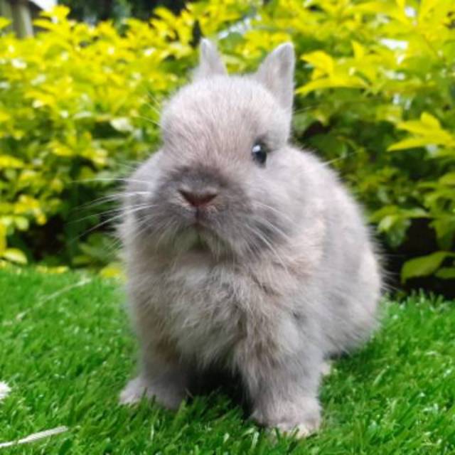 Kelinci Mini Netherland Dwarf Murah | Shopee Indonesia