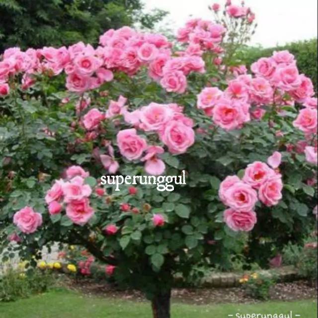 bibit bunga camelia warna ping murah banget Shopee Indonesia