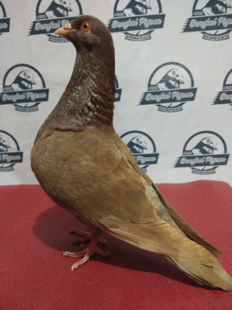 Jual Sepasang Burung Merpati Dara Prospek Kolongan Tinggian Giring Tritis Blorok Blantong Kelabu Coklat. | Shopee Indonesia