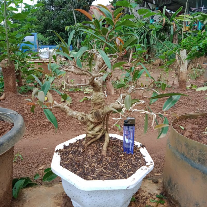 Jual Bonsai Bulu Merah/Bunut Indonesia|Shopee Indonesia