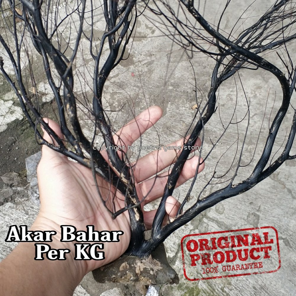 POHON AKAR BAHAR HITAM BAHAN GELANG - CINCIN - KALUNG ORIGINAL | Shopee  Indonesia