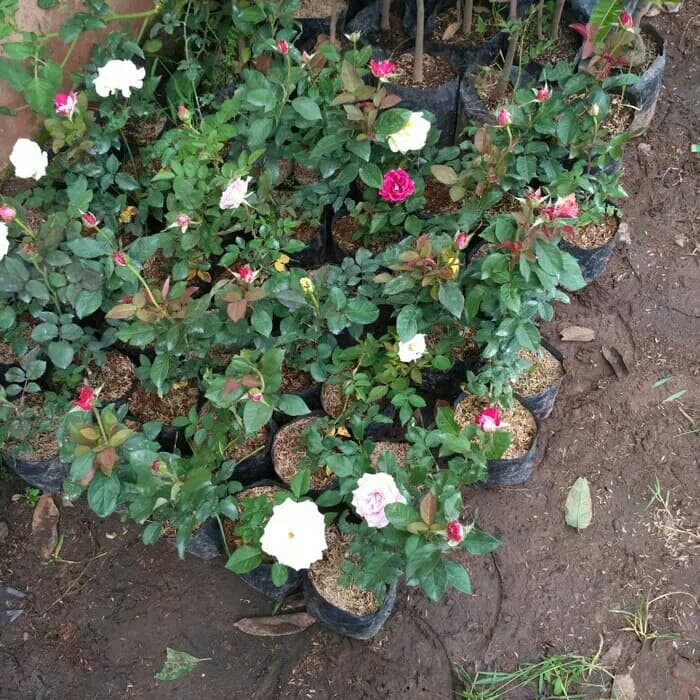 Tren Gaya 20+ Shopee Bunga Hidup