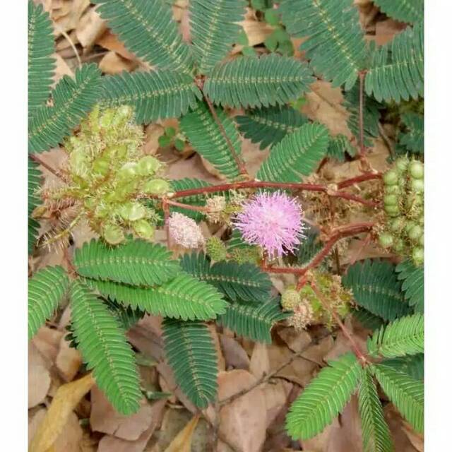 Jual Bibit Putri Malu Tanaman Hidup Indonesia|Shopee Indonesia 640_x_640_jpg