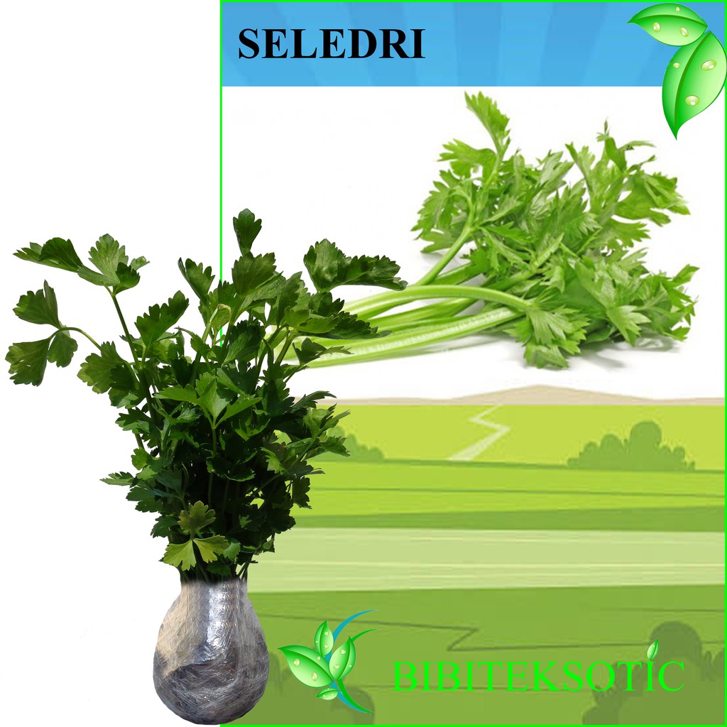 Tanaman Seledri | Shopee Indonesia