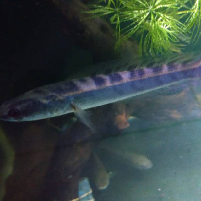 Bibit Ikan Gabus Hias BIBIT TAMAN